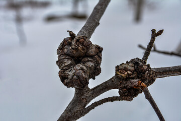 A birch tree with cancer .Suvel disease on a birch tree, close-up .