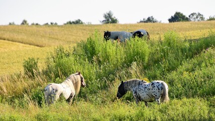 Fototapeta premium Säugetiere - Hauspferd (Equus caballus)