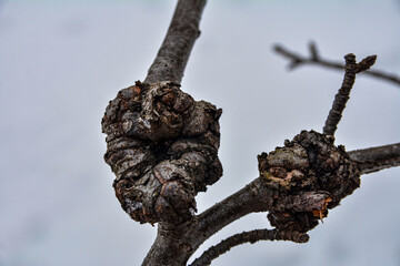 A birch tree with cancer .Suvel disease on a birch tree, close-up .