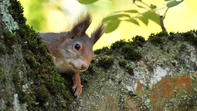 Eurasian red squirrel on a tree (Sciurus vulgaris)
