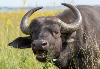 African buffalo, Kruger National Park