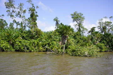 Hundreds of açaí palm trees (Euterpe oleracea) on the river bank of the Tocantins River near Belém, Pará State, Brazil.  - obrazy, fototapety, plakaty