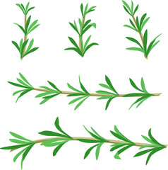 spicy green sprigs of rosemary, solar plant seasoning