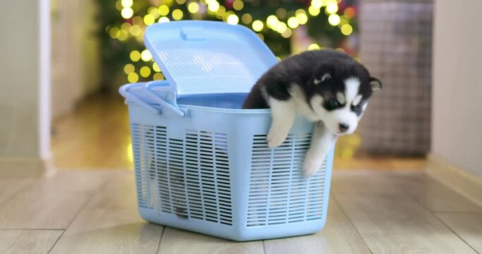 Siberian Husky puppies climb out of a pet carrier. The decision to have pet puppies