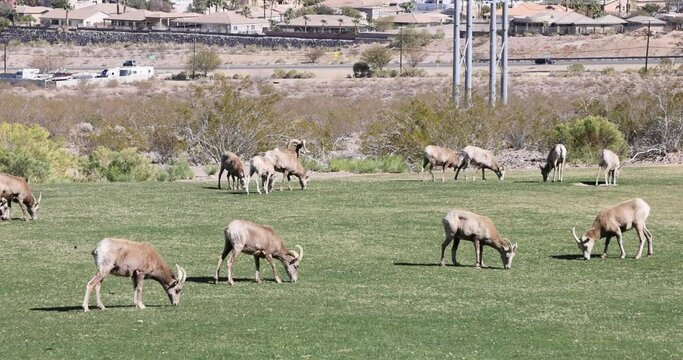 Desert Big Horn sheep buck city park Nevada. Desert bighorn sheep that is native to the deserts Nevada around Las Vegas and Hoover Dam. Wildlife near urban city centers. State mammal of Nevada.