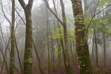 霧に包まれた幻想的な森