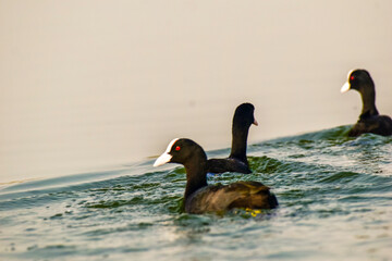Eurasian Coot swimming in the back water
