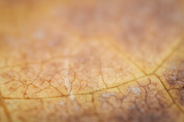 Extreme close-up of a dried leaf.