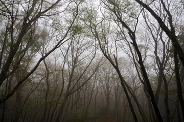 霧に包まれた幻想的な森