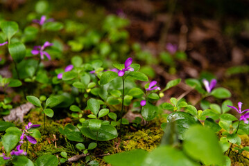 flowers in the forest