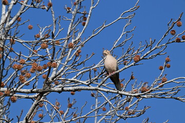 Dove perched on tree branch.
