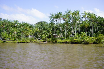 Hundreds of açaí palm trees (Euterpe oleracea) on the river bank of the Tocantins River near Belém, Pará State, Brazil.  - obrazy, fototapety, plakaty