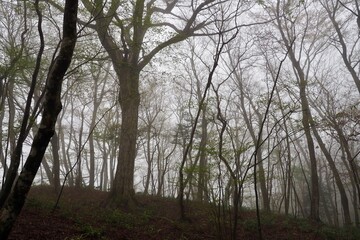 Obraz na płótnie Canvas 霧に包まれた幻想的な森