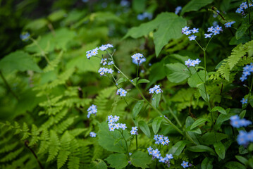 forget me not flowers