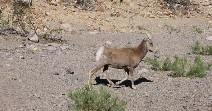 Desert Big Horn sheep buck wildlife walking Nevada. Desert bighorn sheep that is native to the deserts Nevada around Las Vegas and Hoover Dam. Wildlife near urban city centers. State mammal of Nevada.