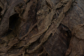 Drying tobacco leaves at a cigar factory. Preparation of leaves for manual cigar rolling.