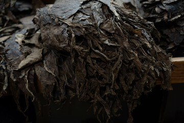 Drying tobacco leaves at a cigar factory. Preparation of leaves for manual cigar rolling.