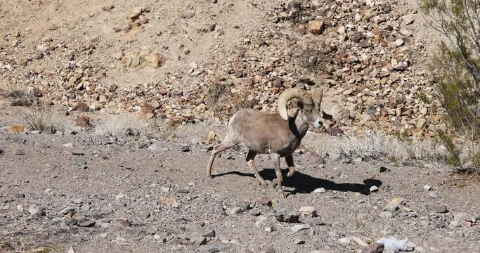 Desert Big Horn sheep buck walking wildlife Nevada. Desert bighorn sheep that is native to the deserts Nevada around Las Vegas and Hoover Dam. Wildlife near urban city centers. State mammal of Nevada.