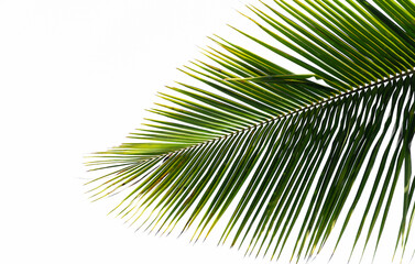 Tropical coconut palmtree leaf isolated on white background. Natural green texture. 