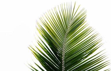 Obraz premium Tropical coconut palmtree leaf isolated on white background. Natural green texture. 