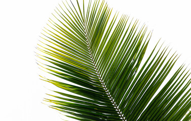 Obraz premium Tropical coconut palmtree leaf isolated on white background. Natural green texture. 