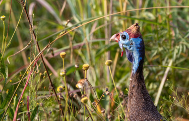 Helmeted Guineafowl, Kruger National Park