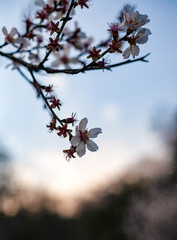 Branch of wild apricot with small white flowers