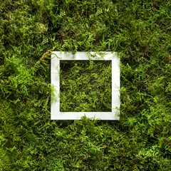 creative minimal flatlay composition of natural green moss in background with white copy space.