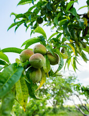 Agriculture. Green peaches on the branches. peach garden