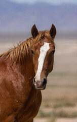 Fototapeta premium Beautiful Wild Horse in Summer in the Utah Desert