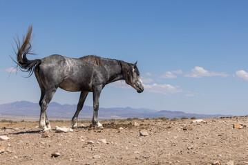 Naklejka na ściany i meble Beautiful Wild Horse in Summer in the Utah Desert