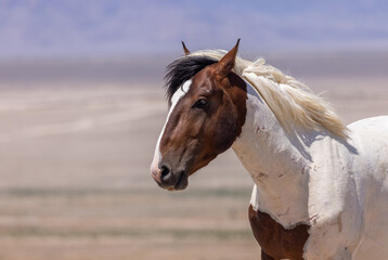 Obraz na płótnie Canvas Beautiful Wild Horse in Summer in the Utah Desert