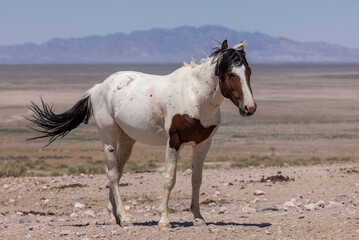 Fototapeta na wymiar Beautiful Wild Horse in Summer in the Utah Desert