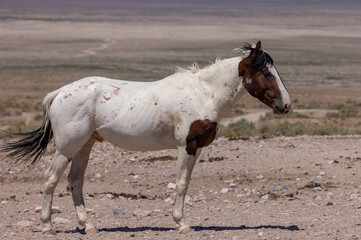 Fototapeta na wymiar Beautiful Wild Horse in Summer in the Utah Desert