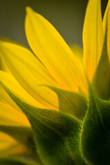 Obraz premium yellow flower in the garden