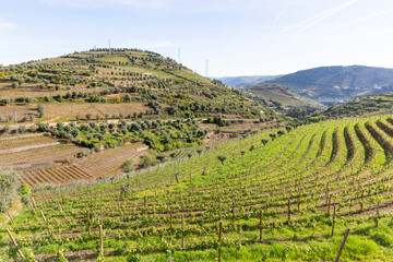 green vineyards at Sande, municipality of Lamego, district of Viseu, Portugal - obrazy, fototapety, plakaty