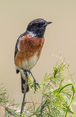 African Stonechat, Kruger National Park