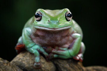 green tree frog face close-up
