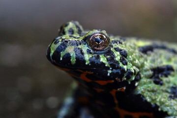 Oriental fire bellied toad, bombina orientalis, animal close-up