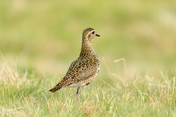 Golden Plover in natural Grouse Moor habitat with reeds and grasses. Clean, green background.  Upland bird. Facing right. Horizontal. Scientific name: Pluvialis apricaria. Copy space.