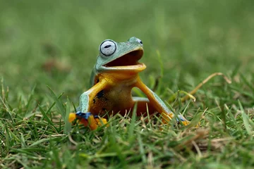 Foto op Plexiglas Tree frog laughing on the grass, Java tree frogs © Agus Gatam