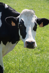 black and white cows graze in a meadow on a sunny summer day, eat green grass