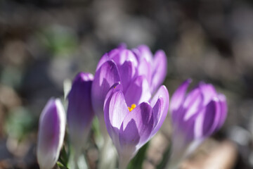 First spring purple flowers in zoom in park on sunny day.