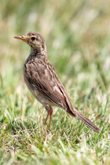 African Pipit, Kruger National Park