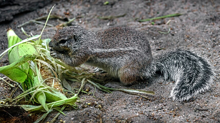 African ground squirrel eats mais. Latin name - Xerus inaurus