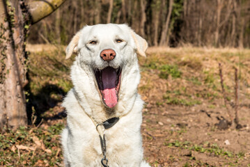 Portrait of young white Maremma Sheepdog that is yawning.