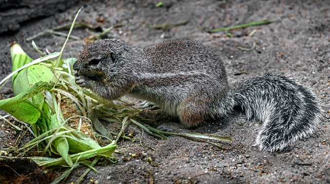 African ground squirrel eats mais. Latin name - Xerus inaurus