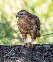 Steppe Buzzard eating bird prey, Kruger National Park