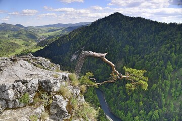 Sokolica Mountain, Poland, Malopolska voivodeship, Pieninski National Park, nature, - obrazy, fototapety, plakaty