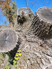 Tronc d'arbre 